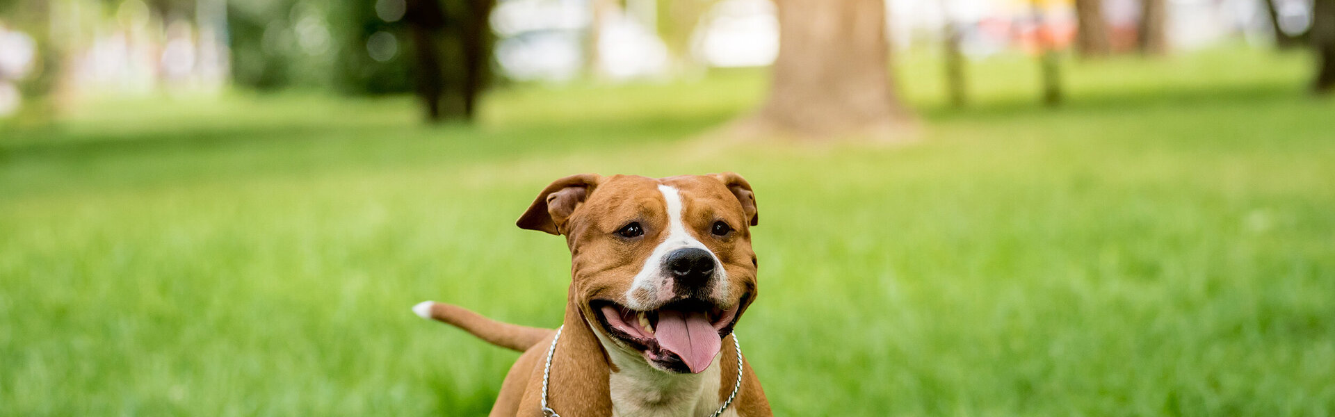 Portrait of cute american staffordshire terrier at the park.